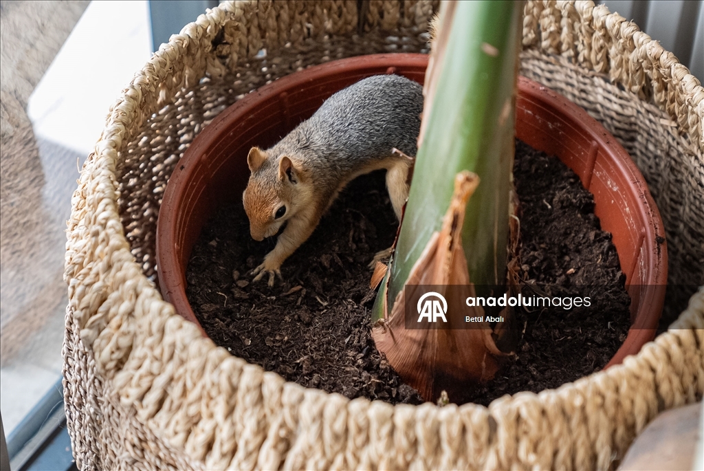 Vjeverica Yoda priprema se za život u divljini