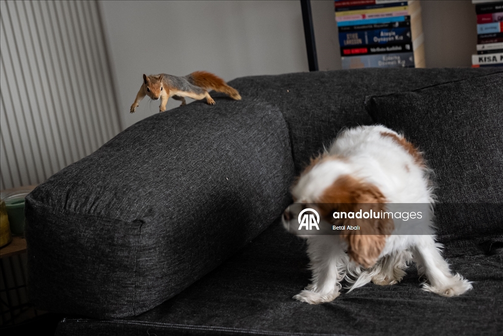 Sincap yavrusu "Yoda", veterinerler gözetiminde doğada hayatta kalmayı öğreniyor