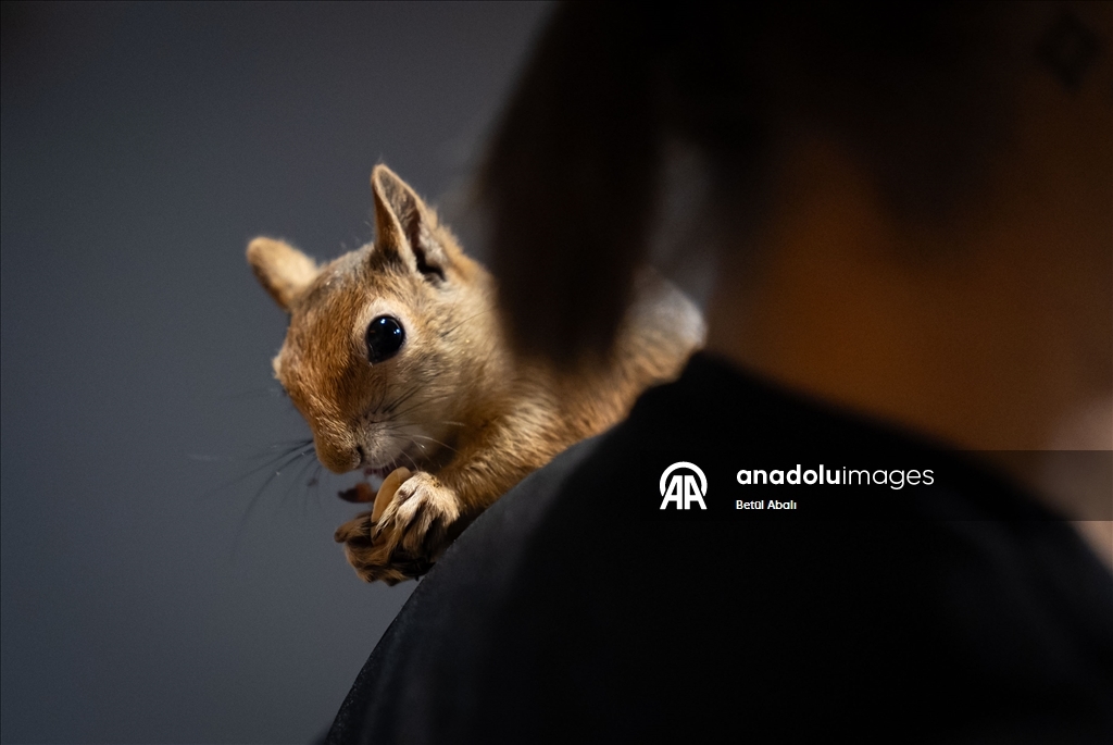 Vjeverica Yoda priprema se za život u divljini