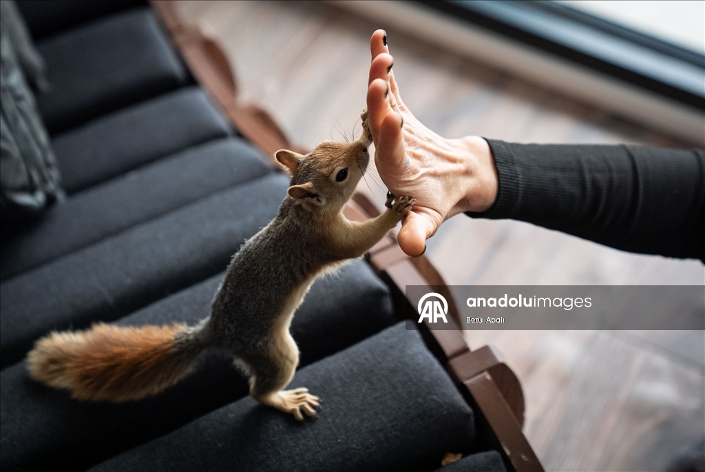 Vjeverica Yoda priprema se za život u divljini