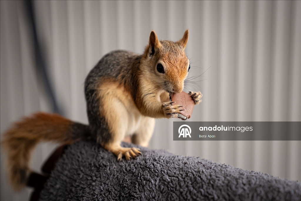 Sincap yavrusu "Yoda", veterinerler gözetiminde doğada hayatta kalmayı öğreniyor