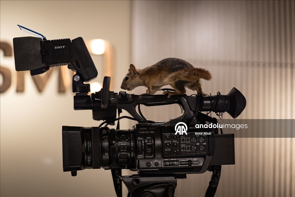 Sincap yavrusu "Yoda", veterinerler gözetiminde doğada hayatta kalmayı öğreniyor