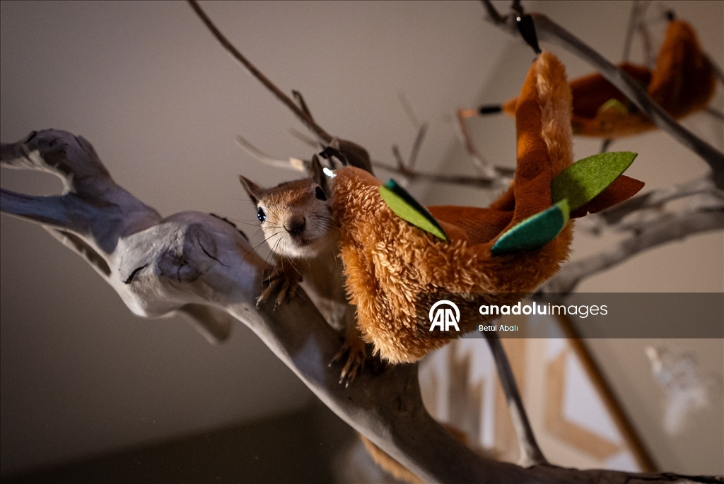 Sincap yavrusu "Yoda", veterinerler gözetiminde doğada hayatta kalmayı öğreniyor