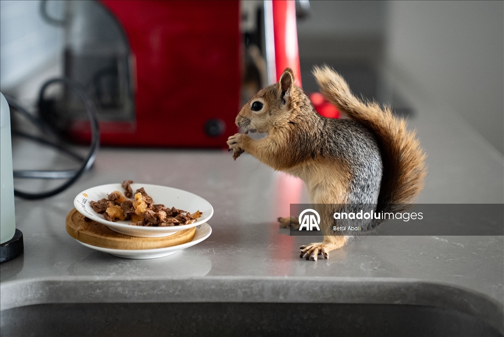 Sincap yavrusu "Yoda", veterinerler gözetiminde doğada hayatta kalmayı öğreniyor