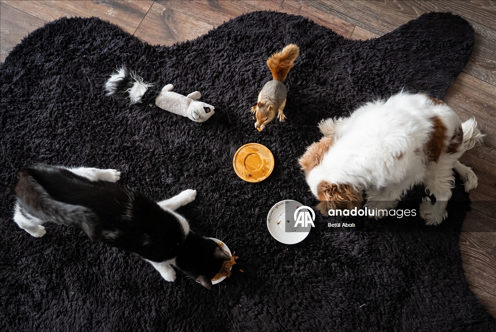 Sincap yavrusu "Yoda", veterinerler gözetiminde doğada hayatta kalmayı öğreniyor