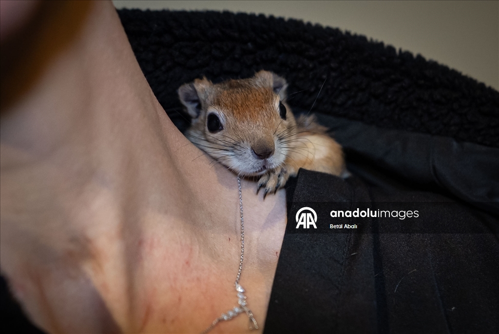 Vjeverica Yoda priprema se za život u divljini