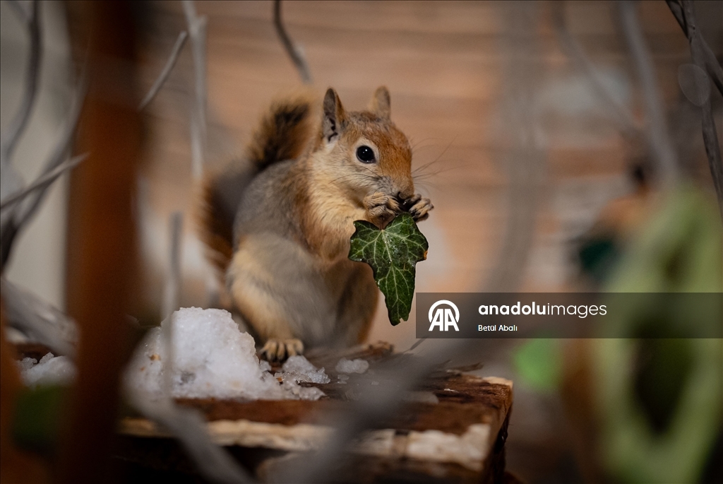 Vjeverica Yoda priprema se za život u divljini