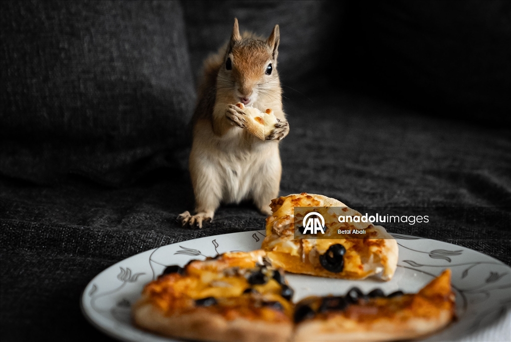 Vjeverica Yoda priprema se za život u divljini