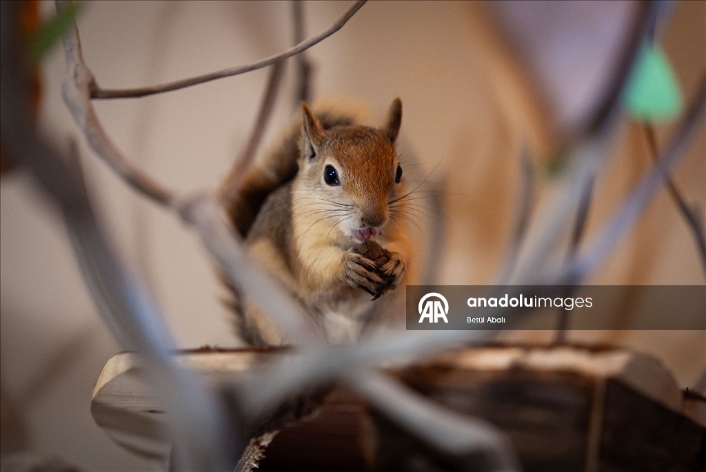 Sincap yavrusu "Yoda", veterinerler gözetiminde doğada hayatta kalmayı öğreniyor