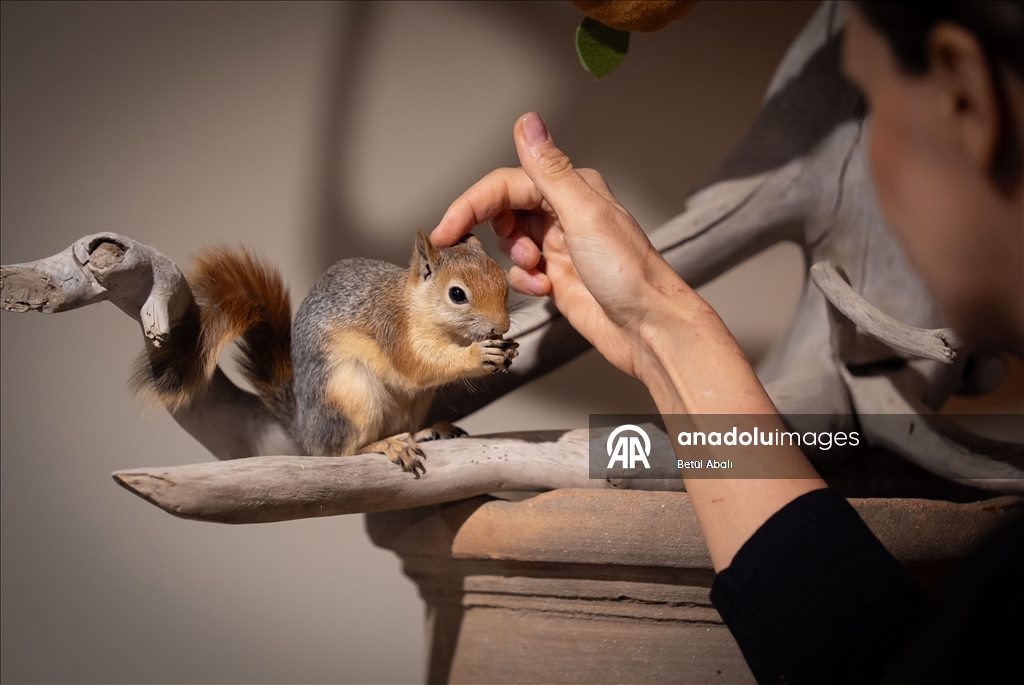 Sincap yavrusu "Yoda", veterinerler gözetiminde doğada hayatta kalmayı öğreniyor