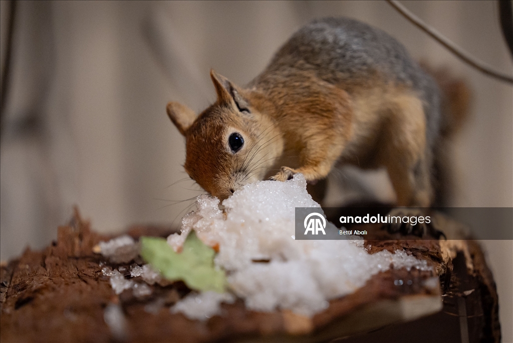 Vjeverica Yoda priprema se za život u divljini