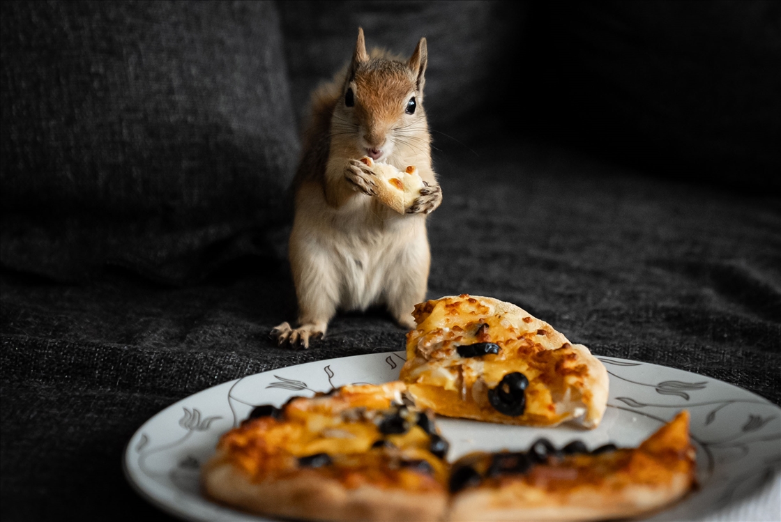 Vjeverica Yoda priprema se za život u divljini