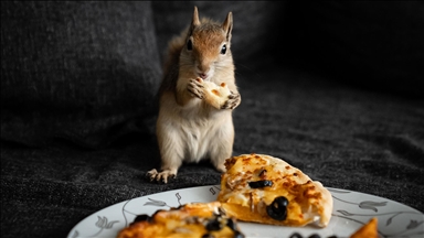 Sincap yavrusu "Yoda", veterinerler gözetiminde doğada hayatta kalmayı öğreniyor