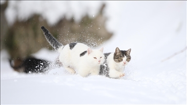 Kastamonu'da kar nedeniyle yiyecek bulamayan kedileri köy imamı besliyor