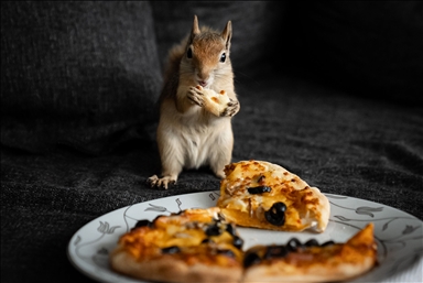 Vjeverica Yoda priprema se za život u divljini