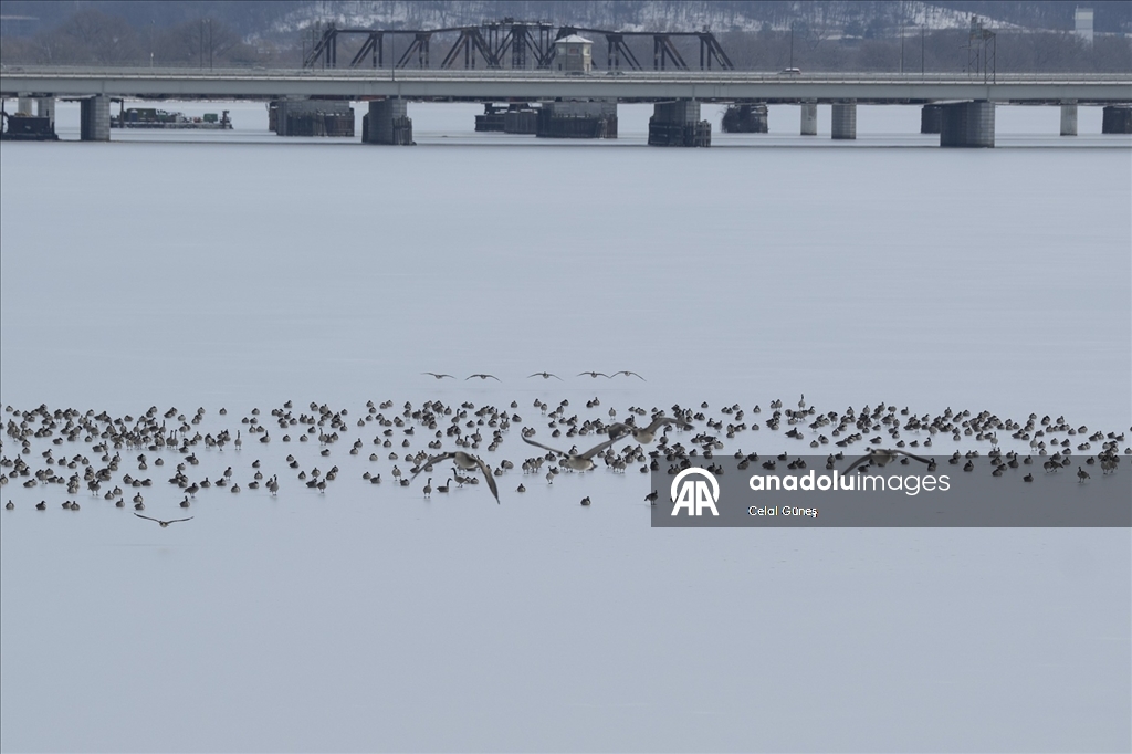 Washington'da şiddetli kar yağışı kenti beyaza bürüdü