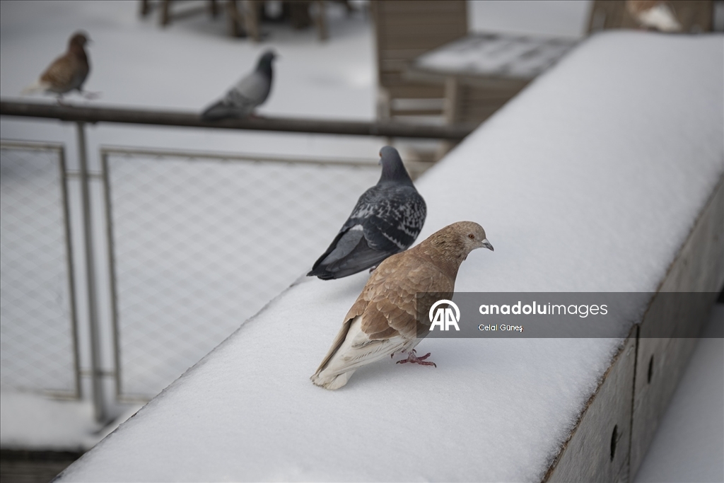Washington'da şiddetli kar yağışı kenti beyaza bürüdü
