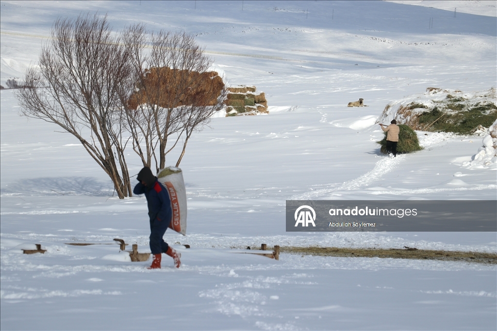 Li Agiriya ku zivistan bi zehmet derbas dibe, xwedîkirina heywanan jî bi zehmet e
