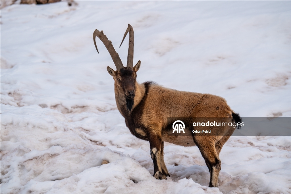 Adıyaman'da yaban keçileri karlı bölgede yiyecek ararken görüntülendi