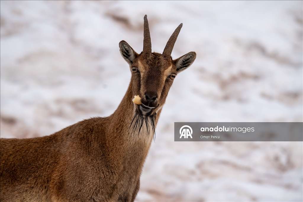 Li Adiyemanê pezkoviyên ku di nava berfê da li çêre û xwarinê digeriyan hatin dîtin