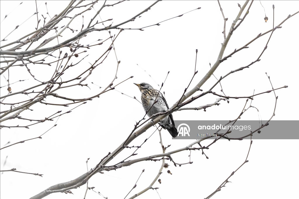 Nadir görülen ipekkuyruklar, İstanbul’un Başakşehir ilçesinde görüntülendi