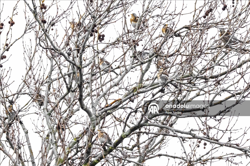Nadir görülen ipekkuyruklar, İstanbul’un Başakşehir ilçesinde görüntülendi