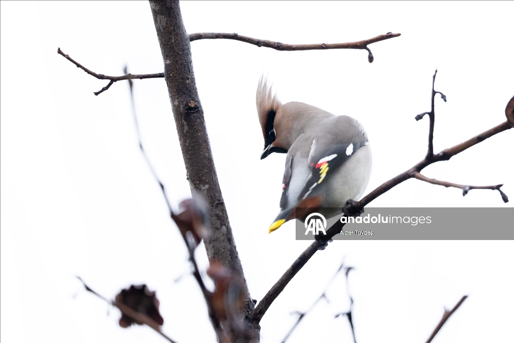 Nadir görülen ipekkuyruklar, İstanbul’un Başakşehir ilçesinde görüntülendi