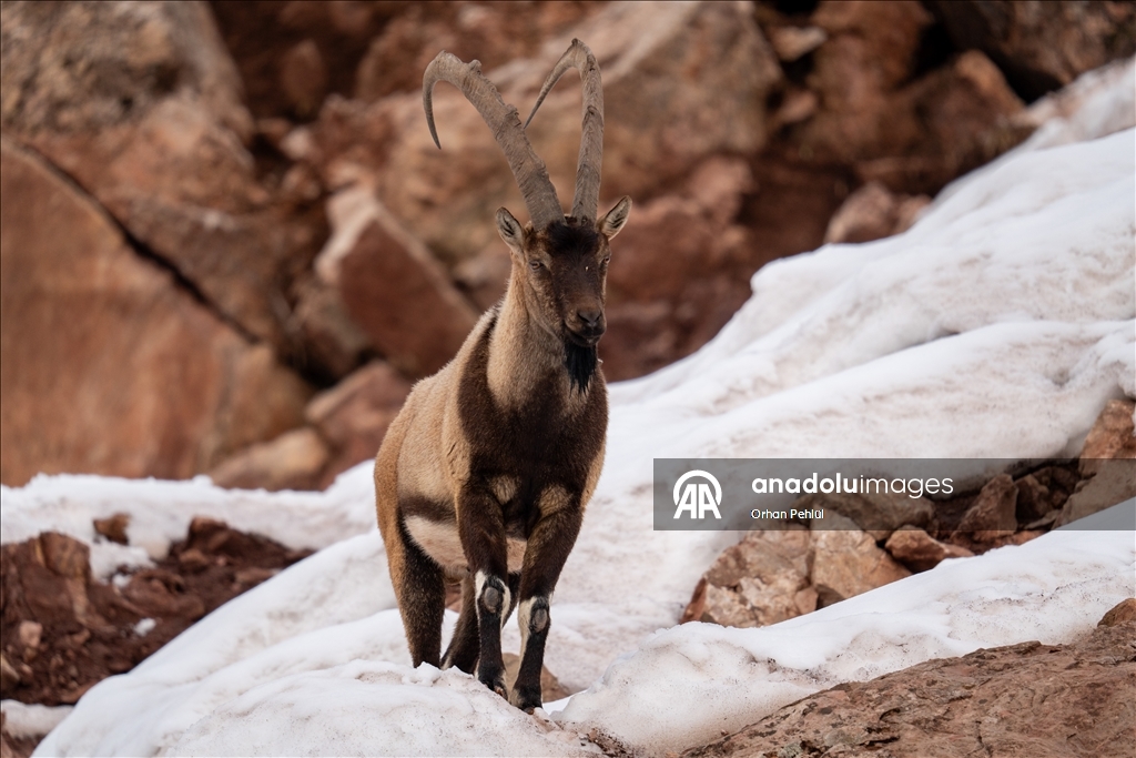 Li Adiyemanê pezkoviyên ku di nava berfê da li çêre û xwarinê digeriyan hatin dîtin