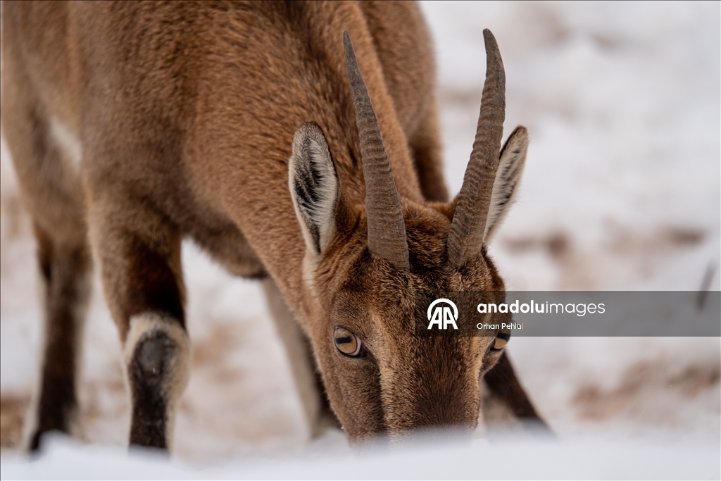 Li Adiyemanê pezkoviyên ku di nava berfê da li çêre û xwarinê digeriyan hatin dîtin