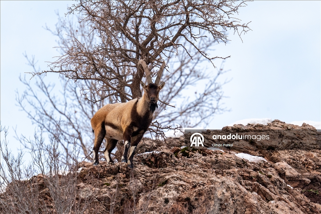 Li Adiyemanê pezkoviyên ku di nava berfê da li çêre û xwarinê digeriyan hatin dîtin