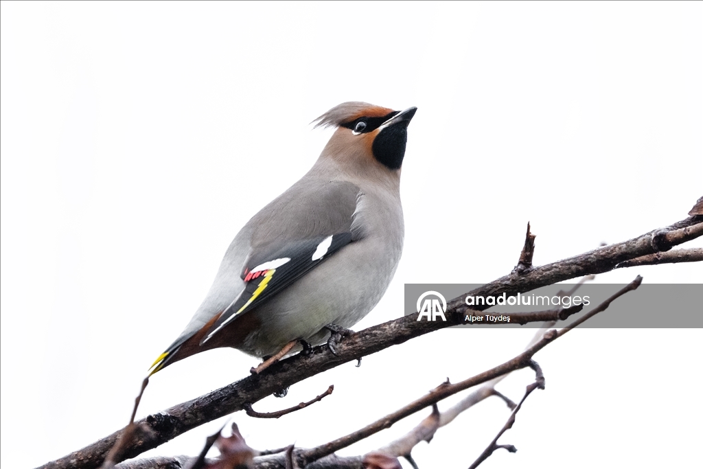 Nadir görülen ipekkuyruklar, İstanbul’un Başakşehir ilçesinde görüntülendi