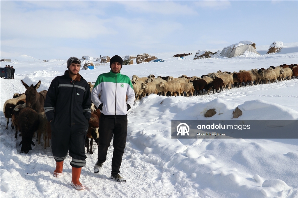 Kışın zorlu geçtiği Ağrı'da hayvanların bakımı da güçlükle yapılıyor