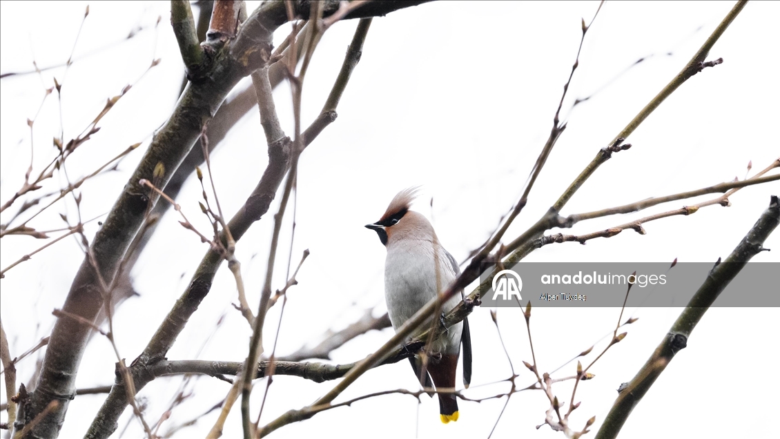 Nadir görülen ipekkuyruklar, İstanbul’un Başakşehir ilçesinde görüntülendi