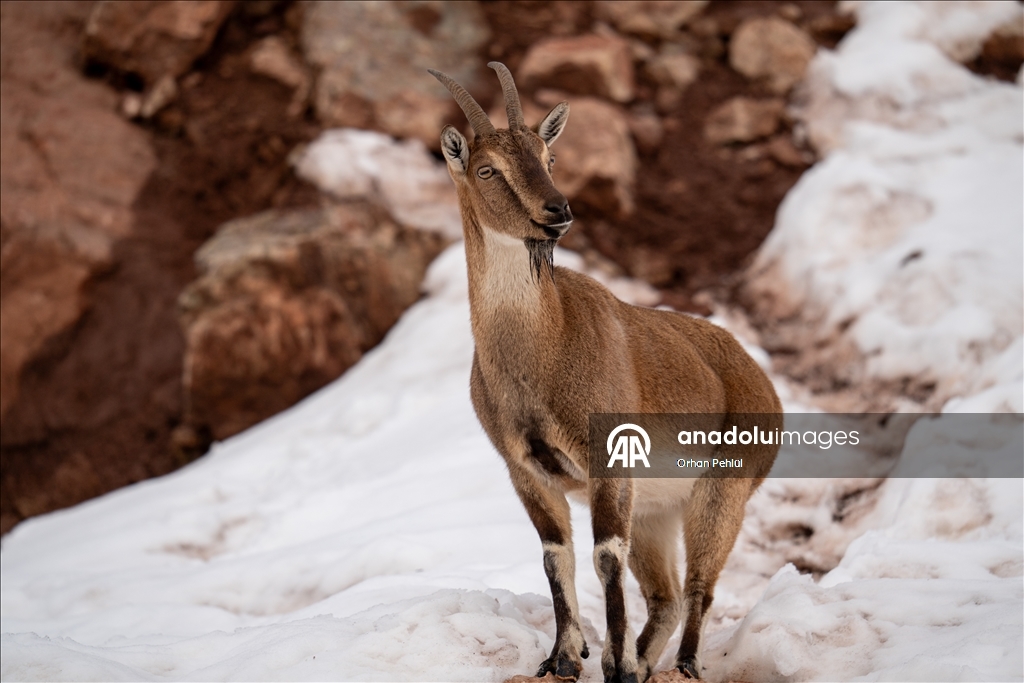 Adıyaman'da yaban keçileri karlı bölgede yiyecek ararken görüntülendi