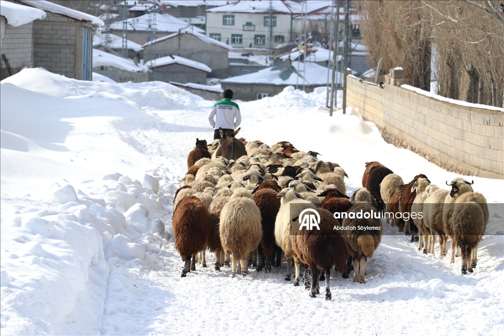 Kışın zorlu geçtiği Ağrı'da hayvanların bakımı da güçlükle yapılıyor