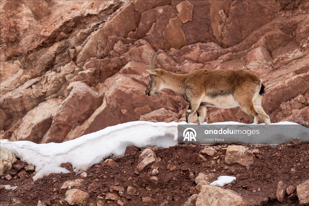 Adıyaman'da yaban keçileri karlı bölgede yiyecek ararken görüntülendi