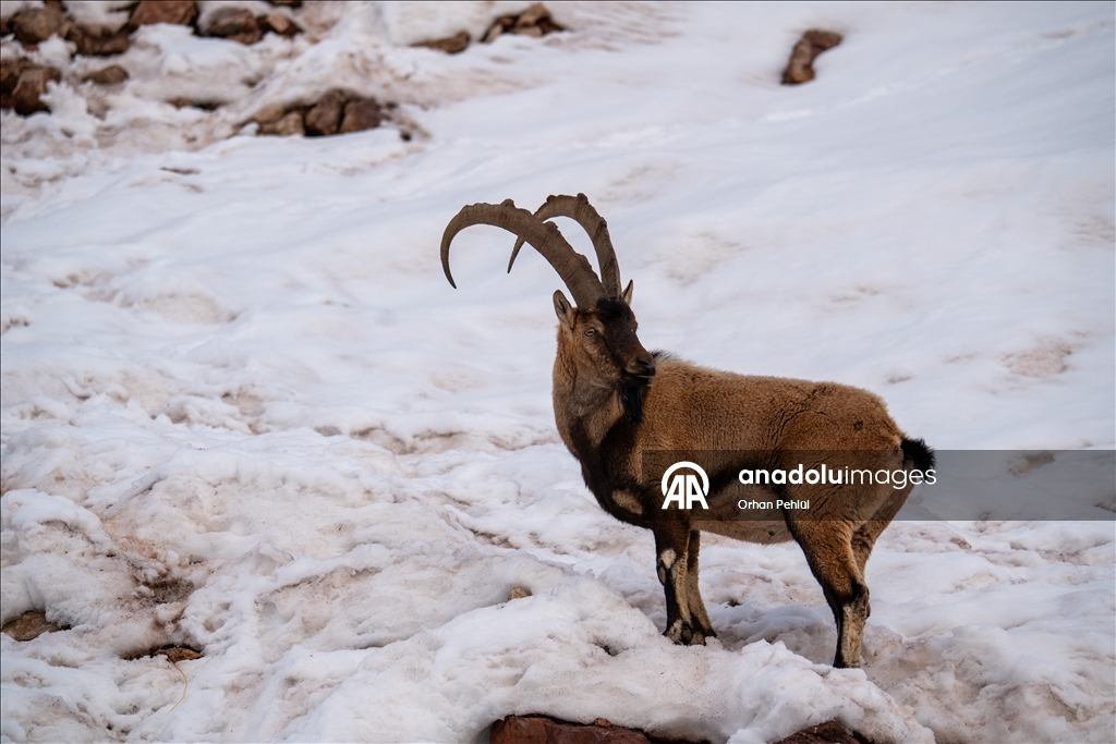 Adıyaman'da yaban keçileri karlı bölgede yiyecek ararken görüntülendi