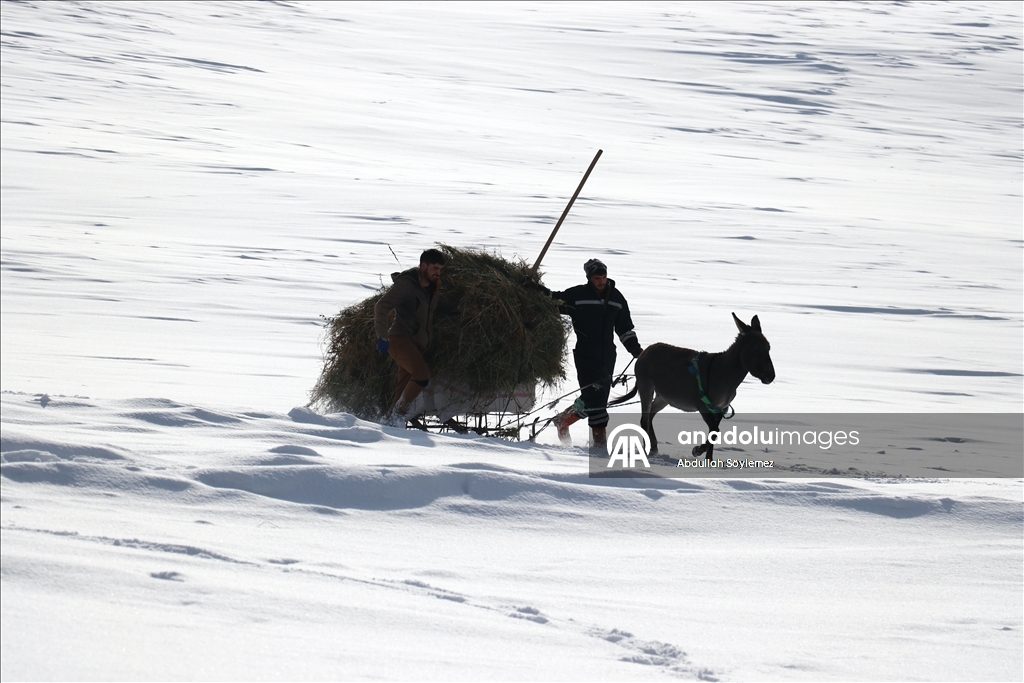 Kışın zorlu geçtiği Ağrı'da hayvanların bakımı da güçlükle yapılıyor