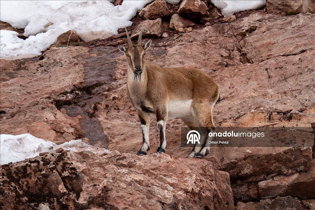 Li Adiyemanê pezkoviyên ku di nava berfê da li çêre û xwarinê digeriyan hatin dîtin