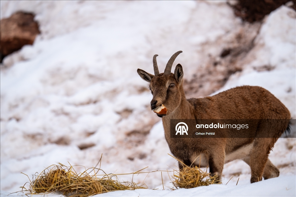 Li Adiyemanê pezkoviyên ku di nava berfê da li çêre û xwarinê digeriyan hatin dîtin