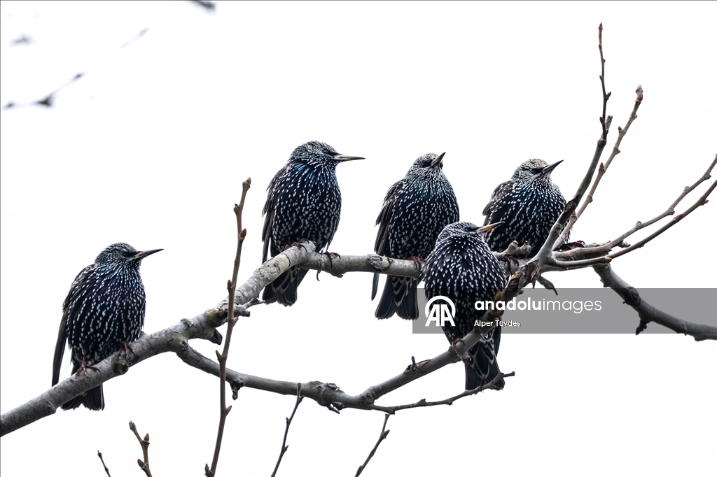 Nadir görülen ipekkuyruklar, İstanbul’un Başakşehir ilçesinde görüntülendi