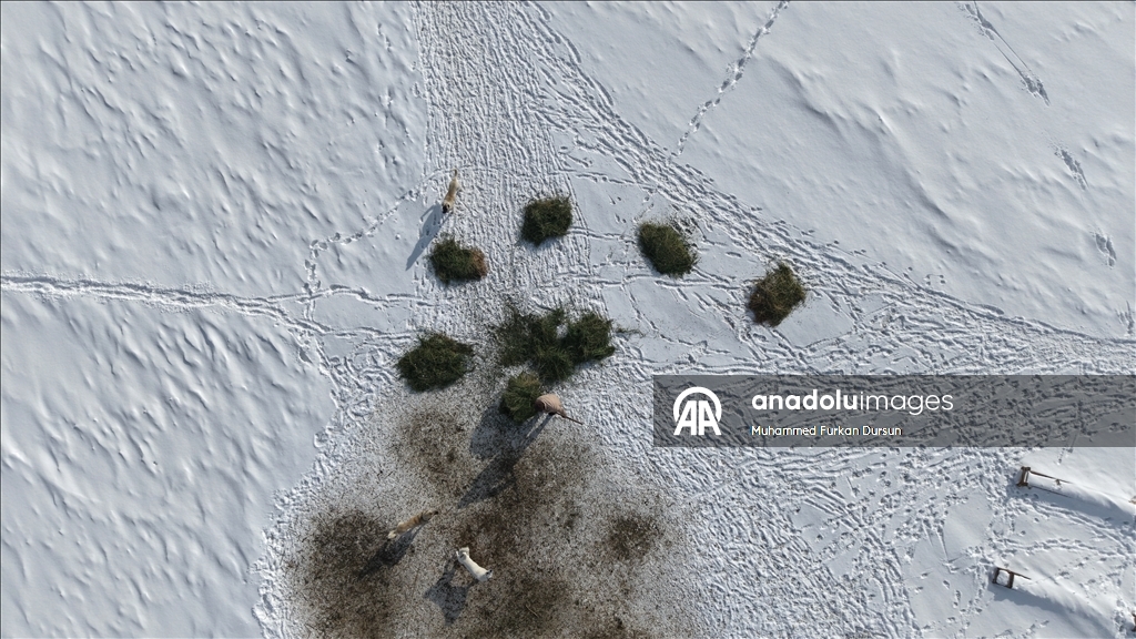 Kışın zorlu geçtiği Ağrı'da hayvanların bakımı da güçlükle yapılıyor