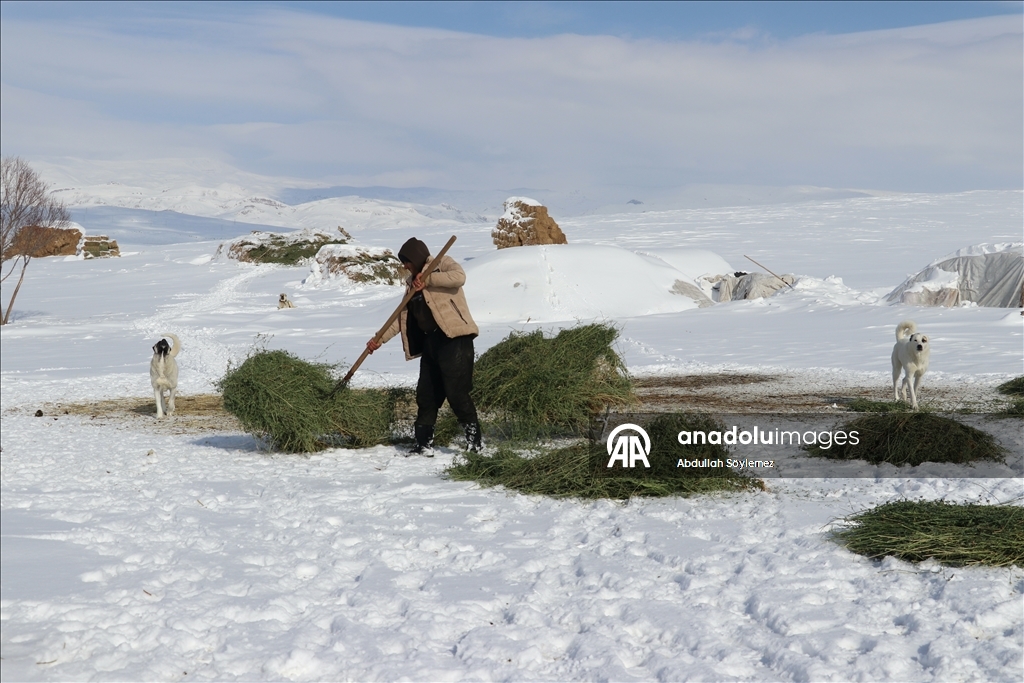 Kışın zorlu geçtiği Ağrı'da hayvanların bakımı da güçlükle yapılıyor