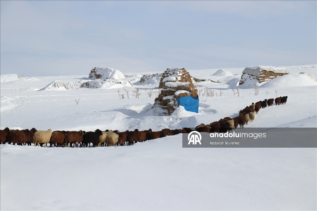 Li Agiriya ku zivistan bi zehmet derbas dibe, xwedîkirina heywanan jî bi zehmet e