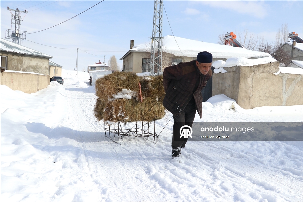 Li Agiriya ku zivistan bi zehmet derbas dibe, xwedîkirina heywanan jî bi zehmet e