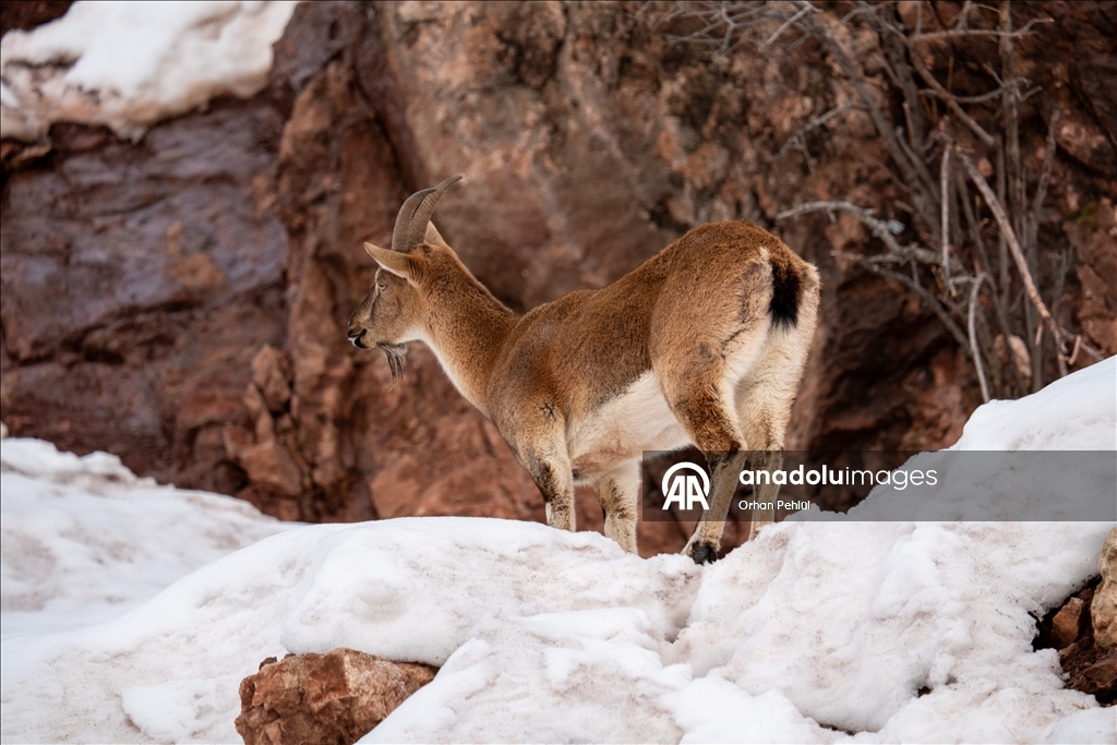 Li Adiyemanê pezkoviyên ku di nava berfê da li çêre û xwarinê digeriyan hatin dîtin
