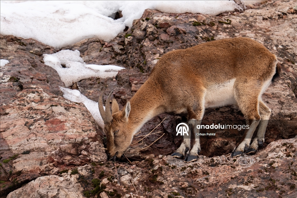 Adıyaman'da yaban keçileri karlı bölgede yiyecek ararken görüntülendi