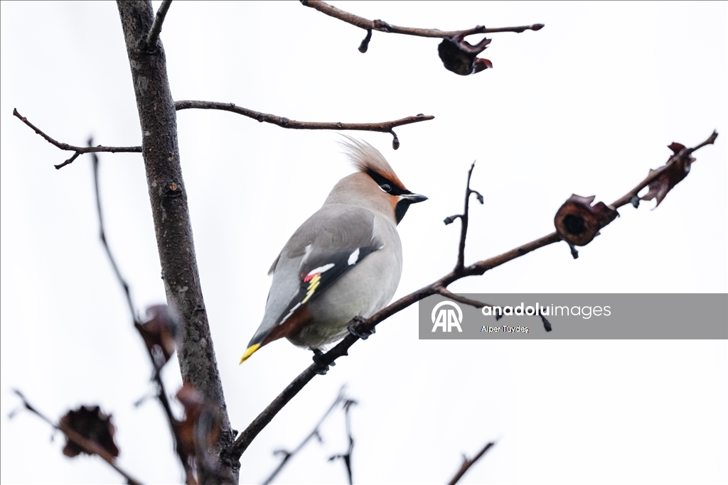 Nadir görülen ipekkuyruklar, İstanbul’un Başakşehir ilçesinde görüntülendi