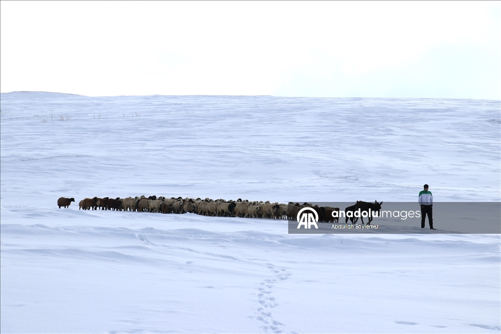 Li Agiriya ku zivistan bi zehmet derbas dibe, xwedîkirina heywanan jî bi zehmet e