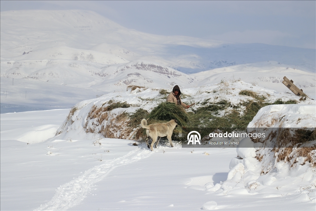 Li Agiriya ku zivistan bi zehmet derbas dibe, xwedîkirina heywanan jî bi zehmet e